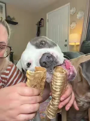 The treat dogs don’t want to put down. 🐶🥩 #tiktokshop #dogtreats #dogmom #petproducts #doglover@Wild Wolf Bully Sticks 