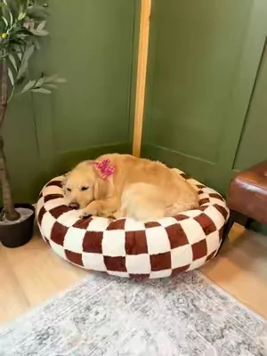 I fear the calming donut bed is totally worth the hype 😮‍💨☁️🐾 #dogmom #dogbed #calmdog 