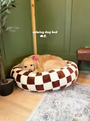 This dog bed tho 😮‍💨☁️🐾 #dogbed #calmdog #dogmom #goldenretriever 