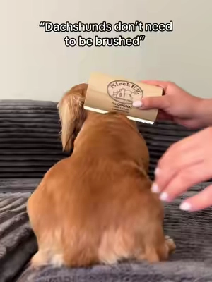 Oh yes they do 🫣 #doxiesoftiktok #dachshundsoftiktok #longhaireddachshund #shedding #sleekez 