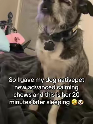 Gave my dog these new advanced calming chews by native pet and this is her 20 minutes later🤣. I use these when Shes stressed out from thunderstorms or car rides and they help her relax a lot as you can tell! Highly recommend the new Natuve pet advanced calming chews for your dogs! Great dog brand! #tiktokpets #furbaby #nativepet #dogmom #cutedog 