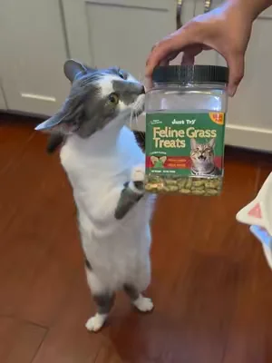 comida para gatitos con cesped @Just Try Pet US #tiktokshop #gatostiktok #catsoftiktok #catfood #comidaparagatos 