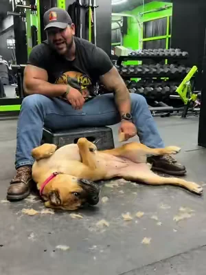 Damn I can’t stand my dogs shedding #canecorso #dogsoftiktok #dogdad #comfortabledog #dealsforyoudays 