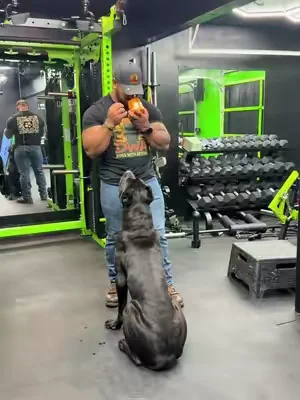 My 140lb dog needs all the joint support to stay healthy #canecorso #dogsoftiktok #dogtok #puppy #dealsforyoudays 