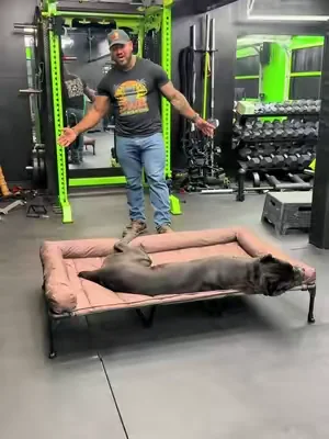 All my big dog owners check this bed out it is a game changer for your dogs joints #bigdog #bigdogsoftiktok #dog #dogbed #dealsforyoudays 
