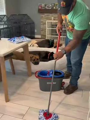 This is how I keep up with all of my dogs and my two kids messes in my house #dogsoftiktok #ocedarmop #CleanTok #cleaning #dealsforyoudays 