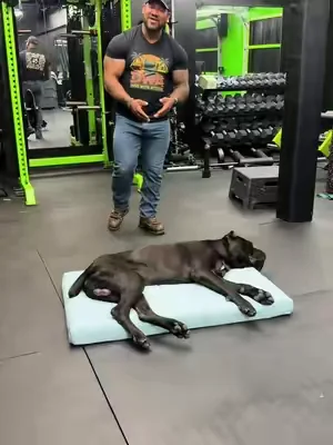 This big guy overheats just looking outside now that summer is here so I got him this cool to the touch bed #canecorso #dogsoftiktok #summerwins #tiktokshopdealsforyoudays #dealsforyoudays 