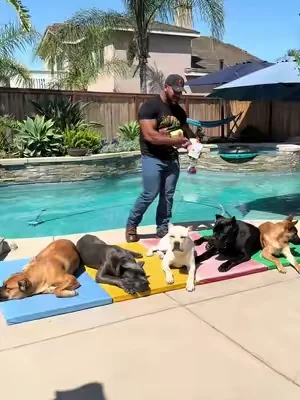 This is my secret that has made my dogs coats shine like this! #dogtok #dogsoftiktok #puppy #dealsforyoudays #dog 