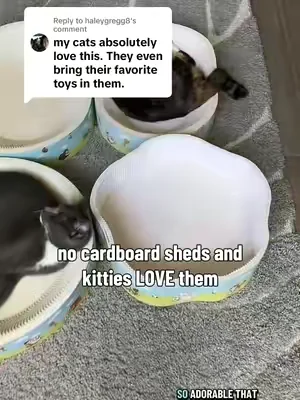 Replying to @haleygregg8 love that your cats love these so much too! #summerwins #dealsforyoudays #SummerVibes #summeressentials #catscratcher 