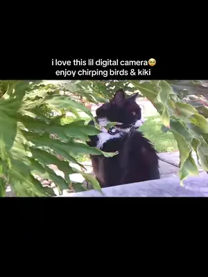 #digicam #digitalcamera #DealsForYouDays #cat #nostalgia 