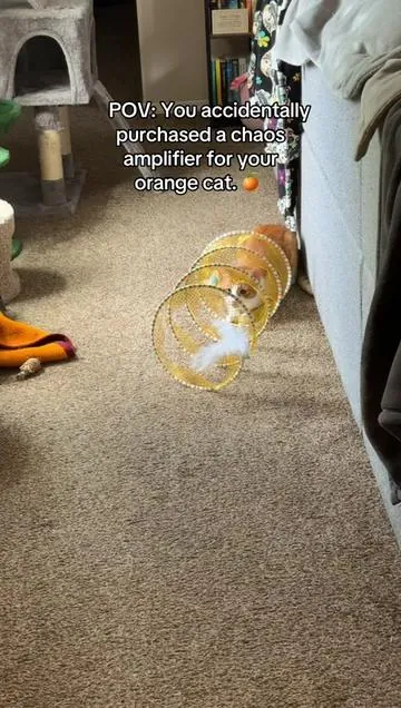 Cheeto is obsessed with his new cat tunnel. 🥰 #dealsforyoudays #Summervibes #petlovers #coolcatstuff #orangecat 