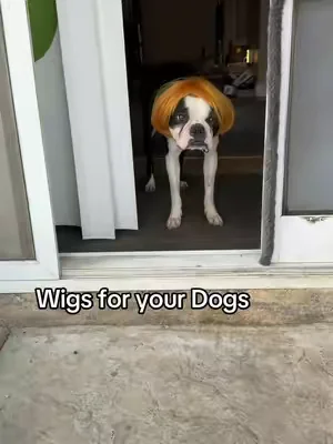 Wigs for your Dog? LoL, the funniest thing ever 🤣🤣 Can she get a BIG DOG in the comments #dogsoftiktok #dogtok #dogcostume #bigdog #wig 