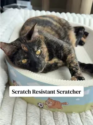 All of my cats LOVE this scratcher bed! #dealsforyoudays #catscratcher #scratcherbed #cattoys #summervibes 
