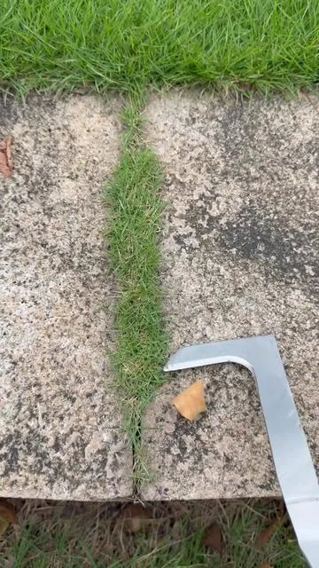 Do you still use butter knife and screwdriver for this type grass in crevice? #magictools#concretecrevicetool#drivewaycracksgrass#DealsforYouDays #summerwins