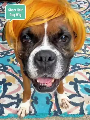 Adorable Appearance Pet Short Hair Wig Headband - Cute and Playful All Seasons Fun Accessory for Dogs & Cats, Valentine's Day Gift #DealsForYouDays #SummerWins #dogmomsoftiktok #funnydogvideos #funnydogsoftiktok @peaouter 