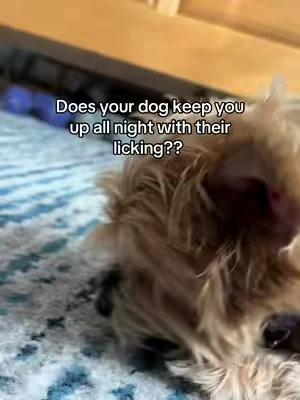Did you know that paw licking comes after inflammation in their paws? #dogguthealth #nativepetthedaily #nativepetdaily #dogpawlicking 