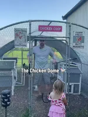 The perfect chicken yard for them to enjoy outdoor time with protection #backyardchickens #chickentok #chickencoop #freerangechickens #homestead 
