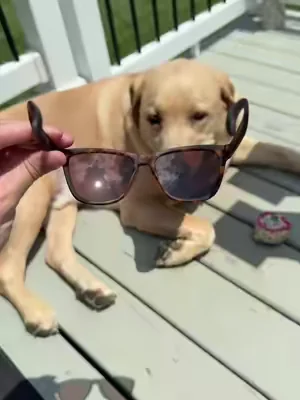There’s something I love about these goodr glasses 