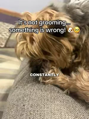 Paw licking and paw nibbling are really signs there’s an underlying problem… #dogpawlicking #dogpawnibbling #dogguthealth #dogyeastgrowth #doginflammation 