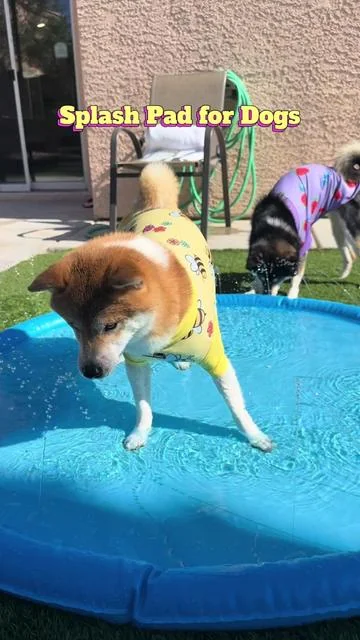 Just a backyard fun kind of day #dogs #waterdog #splashpad #dogsprinkler #dogplaying 