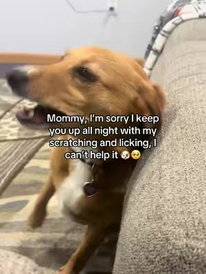 I’m so glad I found a solution to my baby’s constant scratching and licking 🐶❤️‍🩹 #dogguthealth #dogscratching #dogitching #doglickingpaws #petlabcoprobiotic 
