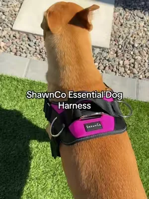 🐕🐕🐕 #dogsoftiktok #dogharness #dogwalks #dealsforyoudays #tiktokshopcreatorpicks 