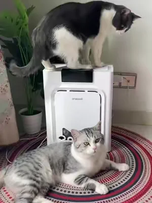 this literally traps pet hair from out of the air,we have four cats!   #PetAirPurifier   #PetHairEverywhere  #CatHealth #summeressentials #DealsForYouDays    