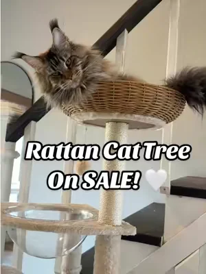On sale for the next 3 days! 🤍 #cattree #catlover #catmom #catfurniture #catsoftiktok 