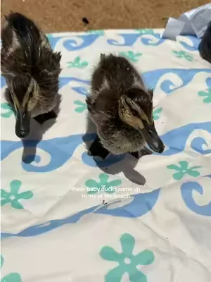 So cute 🦆 
