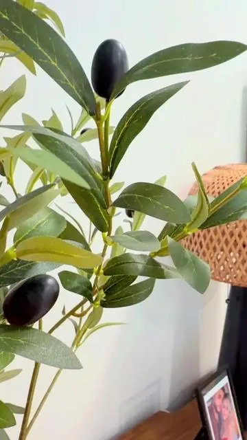 El olivo q todas necesitan en su casa 🤌🏼✨😍 viene con la vase 🏺 el Mio es de 7 pies . 