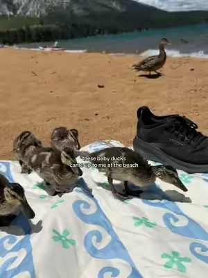 I think they liked my beach blanket 😂 