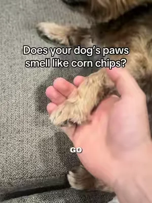 Take care of your dog’s gut health before their licking gets out of control! #doglickingpaws #dogguthealth #dogprobiotics #petlabcoprobiotic 
