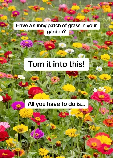… plant these seeds! These are zinnia seeds and zinnias are super fast growing flowers - also very easy to grow. Great for cut flower gardens. 🌸🌸🌸