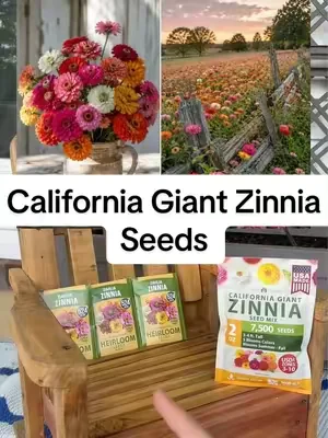 Zinnias seeds! So easy to grow and make beautiful flowers all summer long! #zinnias #zinniagarden #flowerbed #summerwins #dealsforyoudays 