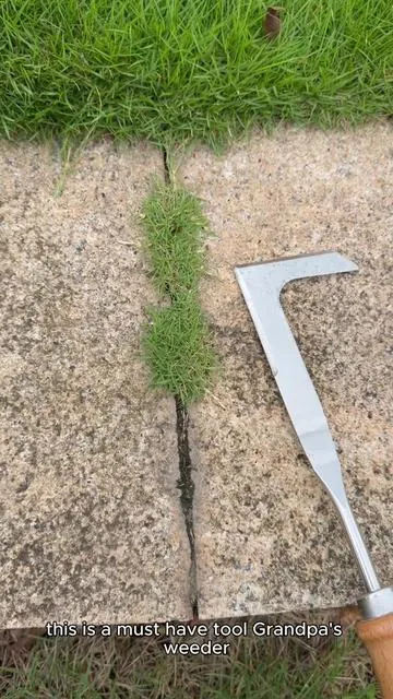 Do you still use butter knife and screwdriver for this type grass in crevice? #crevicetool#magictools#drivewaycracksgrass#DealsforYouDays#summerwins