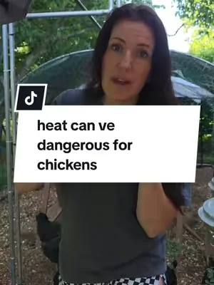 extreme heat is dangerous for chickens. #chickens #backyardchickens 