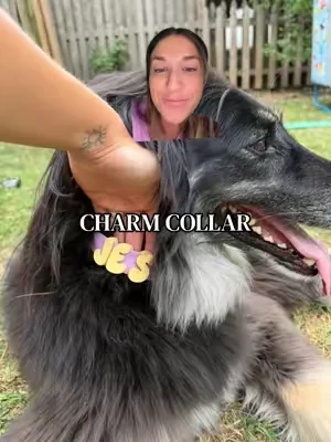 The cutest dog collar!!!  #dogmomlife #dogmom #dogcollar #dogfinds #dogsofttiktok 
