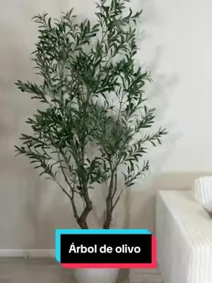 Una planta de olivo le da elegancia a tu hogar #creatorsearchinsights #tiktokshopstockup #DealsForYouDays #tiktokshopcreatorpicks #olivetree 