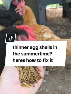 heres why your chickens egg shells may be thinner in the Summer and how to correct it #backyardchickens #chickens 