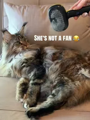 If your cats are shedding a lot this a great brush at removing cat hair!  #catbrush #catsoftiktok #catmom #catlover #cathairremoval 