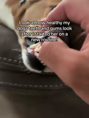 I’m so glad I tried this out for my baby, it actually works! #dogteethcleaning #dogdentalhealth #dogdentalcare #dogdentalpowder 