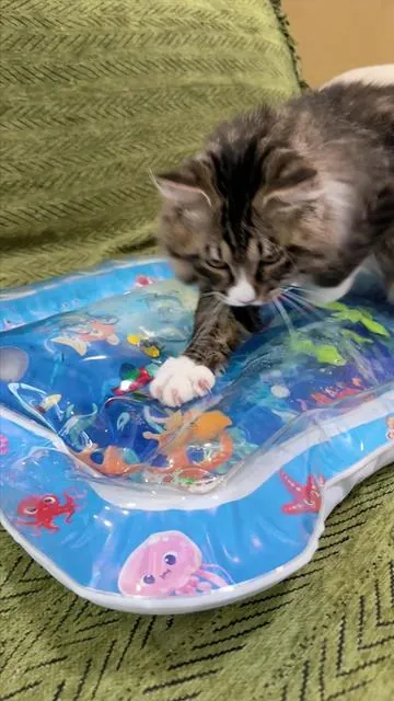 I was convinced my cat would poke a hole in this on day one. I was wrong.#catpick #petcoolingmat #coolingmat #catsummer 