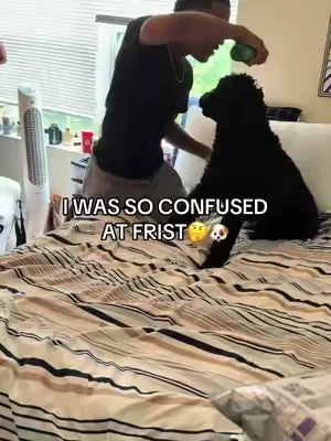 this makes washing my dog up 10x easier too🦴 #fyp #dogtok #dogs #viral #tiktokshop 
