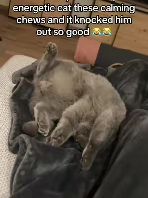Gave my cat these calming chews because he likes to have tje zoomies at night when everyone is trying to sleep. These put him right to bed with the rest of us and I highly recommend this to all cat owners for their cats! Zesty paws is such a good pet brand for your cat and vet approved! #tiktokpets #cutecat #catsoftiktok #dealsforyoudays #zestypaws 