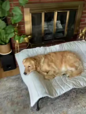 Henry loves his cooling mat 🐶🧊