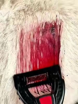 If you want a super bald puss😺 #BikinTrimmer#hygienetips#TiktokMadeMeBuyit #TikTokShopStockUp #WeeklyDeal#SummerWins #tiktokshopmemorialday #DealsForYouDays 