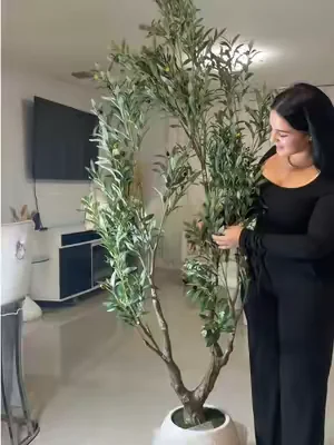 El árbol de olivo que le va a dar ese toque elegante a tu casa, además de qué viene con su maceta incluida!!!##dealsforyoudays##SummerVibes##livingroomdecor##olivo##olivetree