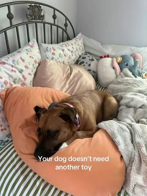 she loves her new cooling blanket 🥹🩵