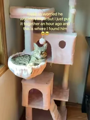 the king of his new cat tower 👑 I can’t, he’s so cute 🥺 #cat #catsoftiktok #cats #animals 
