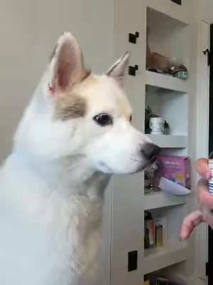 Cuando Kai empieza a rascarse más de lo normal las orejas o a lamerse las patas, siempre presto atención. 🐶💚 Este suplemento ya forma parte de su rutina para apoyar la salud de la piel y ayudar a mantener el equilibrio natural de la flora. #DogHealth #YeastSupport #PetCare #TikTokShop #dealsforyoudays 